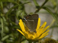 Satyrium spini 21, Wegedoornpage, Saxifraga-Jan van der Straaten