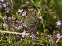 Satyrium spini 9, Wegedoornpage, Saxifraga-Jan van der Straaten