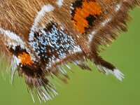 Satyrium w-album 23, Iepenpage, Saxifraga-Ab H. Baas