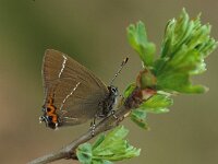 Satyrium w-album 5, Iepenpage, male, Vlinderstichting-Harold van den Oetelaar