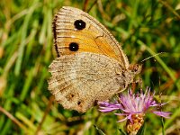 Satyrus ferula 45, female, Grote saterzandoog, Saxifraga-Joep Steur