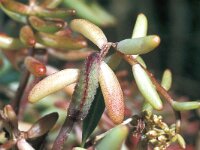 Scolitantides orion, Chequered Blue