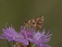 Spialia sertorius 13, Kalkgraslanddikkopje, Vlinderstichting-Kars Veling