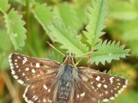Spialia sertorius 19, Kalkgraslanddikkopje, Vlinderstichting-Chris van Swaay  Kalkgraslanddikkopje Spialia sertorius SSERT SPIASERT