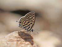Tarucus balkanica, Little Tiger Blue