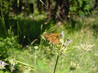 Thymelicus acteon 2, Dwergdikkopje, Vlinderstichting-Henk Bosma