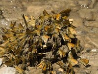 Thymelicus lineola 7, Zwartsprietdikkopje, drinking, Saxifraga-Jan van der Straaten