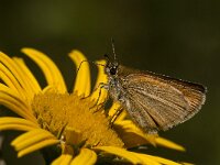 Thymelicus lineola 85, Zwartsprietdikkopje, Saxifraga-Marijke Verhagen