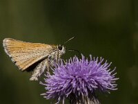 Thymelicus lineola 87, Zwartsprietdikkopje, Saxifraga-Marijke Verhagen