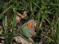 Tomares ballus 10, Groene klaverpage, Saxifraga-Kars Veling