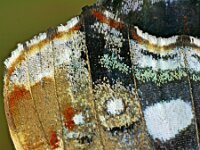 Vanessa atalanta 55, Atalanta, Saxifraga-Ab H Baas