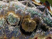 Vanessa atalanta 57, Atalanta, Saxifraga-Ab H Baas