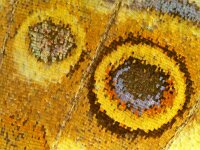 Vanessa cardui, Painted Lady