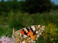 Vanessa cardui 13, Distelvlinder, Vlinderstichting-Fons Bongers
