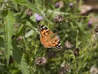 Vanessa cardui 27, Distelvlinder, Vlinderstichting-Henk Bosma