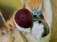 Vanessa cardui 57, Distelvlinder, Saxifraga-Ab H. Baas
