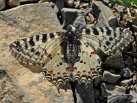 Zerynthia cerisy 2, Oostelijke pijpbloemvlinder, Vlinderstichting-Albert Vliegenthart