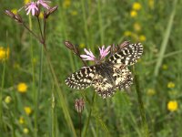 Zerynthia polyxena 19, Zuidelijke pijpbloemvlinder, Vlinderstichting-Kars Veling