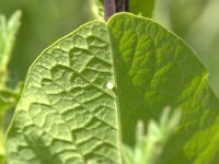 Zerynthia polyxena 3, Zuidelijke pijpbloemvlinder, Vlinderstichting-Kars Veling