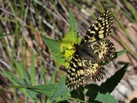 Zerynthia polyxena 30, Zuidelijke pijpbloemvlinder, Saxifraga-Kars Veling