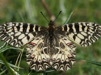 Zerynthia polyxena 35, Zuidelijke pijpbloemvlinder, Saxifraga-Kars Veling