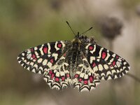 Zerynthia rumina 12, Spaanse pijpbloemvlinder, Vlinderstichting-Kars Veling