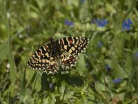 Zerynthia rumina 16, Spaanse pijpbloemvlinder, Saxifraga-Jan van der Straaten