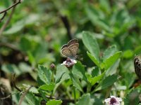 Zizeeria knysna, African Grass Blue
