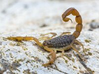 Common Yellow Scorpion  Common Yellow Scorpion (Buthus occitanus) in defensive mode against threaths : Peloponnese, Peloponnesos, Protection, animal, arachnid, arthropod, attack, background, brown, buthus, claw, climate, close, common, danger, dangerous, defense, defensive, domestic, europe, european, exotic, fauna, fear, greece, imperator, insect, invertebrate, lesbos, macro, nature, occitalis, occitanis, occitanus, organism, pets, pincers, poison, poisonous, predator, scorpio, scorpion, stinger, stinging, toxic, up, venom, wild, wildlife, yellow
