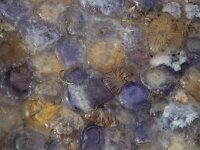 Chrysaora hysoscella 19, Kompaskwal, Saxifraga-Foto Fitis-Sytske Dijksen