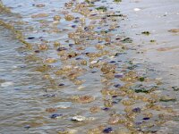 Chrysaora hysoscella 27, Kompaskwal, Saxifraga-Foto Fitis-Sytske Dijksen