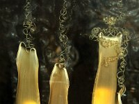 Scyliorhinus canicula 3, Hondshaai, eggs, Saxifraga-Foto Fitis-Sytske Dijksen