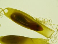 Scyliorhinus canicula 4, Hondshaai, eggs, Saxifraga-Foto Fitis-Sytske Dijksen