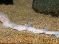 Scyliorhinus canicula 5, Hondshaai, juv, Saxifraga-Foto Fitis-Sytske Dijksen