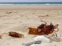 Scyliorhinus stellaris 3, Kathaai, Saxifraga-Foto Fitis- Sytske Dijksen