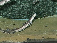 Squalus acanthias 3, Doornhaai, Saxifraga-Foto Fitis-Sytske Dijksen