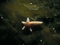 Asterias rubens 13, Gewone zeester, Saxifraga-Eric Gibcus