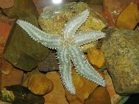 Marthasterias glacialis
