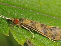 Mystacides longicornis 01 #48670 : Mystacides longicornis