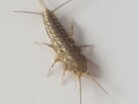 Ctenolepisma lineata 2, Vierstreepzilvervisje, Saxifraga-Ben Delbaere  IICSA���II