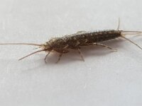 Ctenolepisma lineata 3, Vierstreepzilvervisje, Saxifraga-Ben Delbaere  IICSA���II