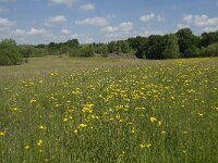 B, Liege, Plombieres 15, Saxifraga-Willem van Kruijsbergen