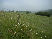 B, Limburg, Voeren, Remersdaal 8, Saxifraga-Willem van Kruijsbergen