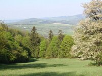 CZ, Uh Hradiste, Bile Karpaty, Strani, Bahulske jamy 2, Saxifraga-Jan  Willem Jongepier