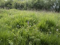 D, Nordrhein-Westfalen, Blankenheim, Ripsdorf, Kalksumpf 3, Saxifraga-Willem van Kruijsbergen