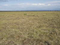 N, Nordland, Andoy, Skarstein 25, Saxifraga-Willem van Kruijsbergen