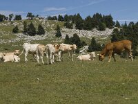 Grassland on rocks-Grasland op rotsen