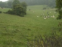 B, Liege, Sint Martens-Voeren, Ulvend 3, Saxifraga-Jan van der Straaten