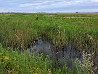 H, Hadju-Bihar, Egyek, Hortobagy 2, Saxifraga-Tom Heijnen
