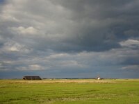 H, Hajdu-Bihar, Hortobagy, Angyalhaza 1, Saxifraga Gabor Kovacs : Gévagomba.Havasililék.Fakó rétihéja hím